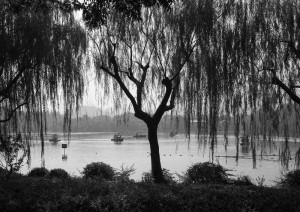 Saule pleureur au bord du lac