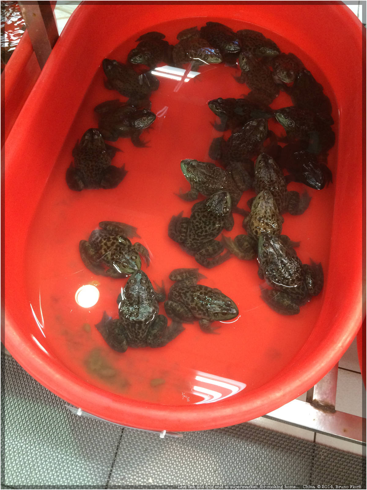 Grenouilles vendues vivantes au supermarché; chine.