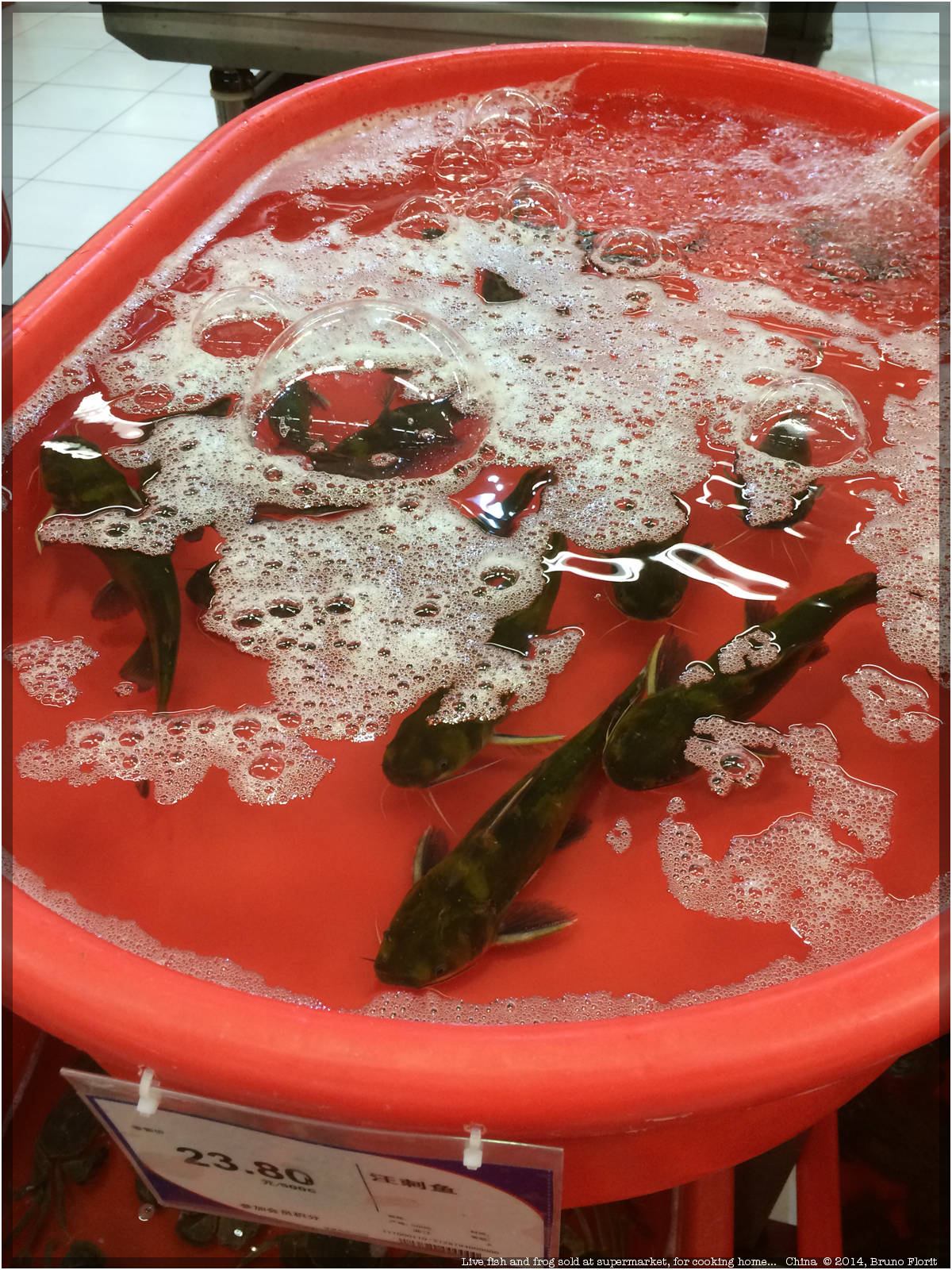 Poisson vendu vivant au supermarché