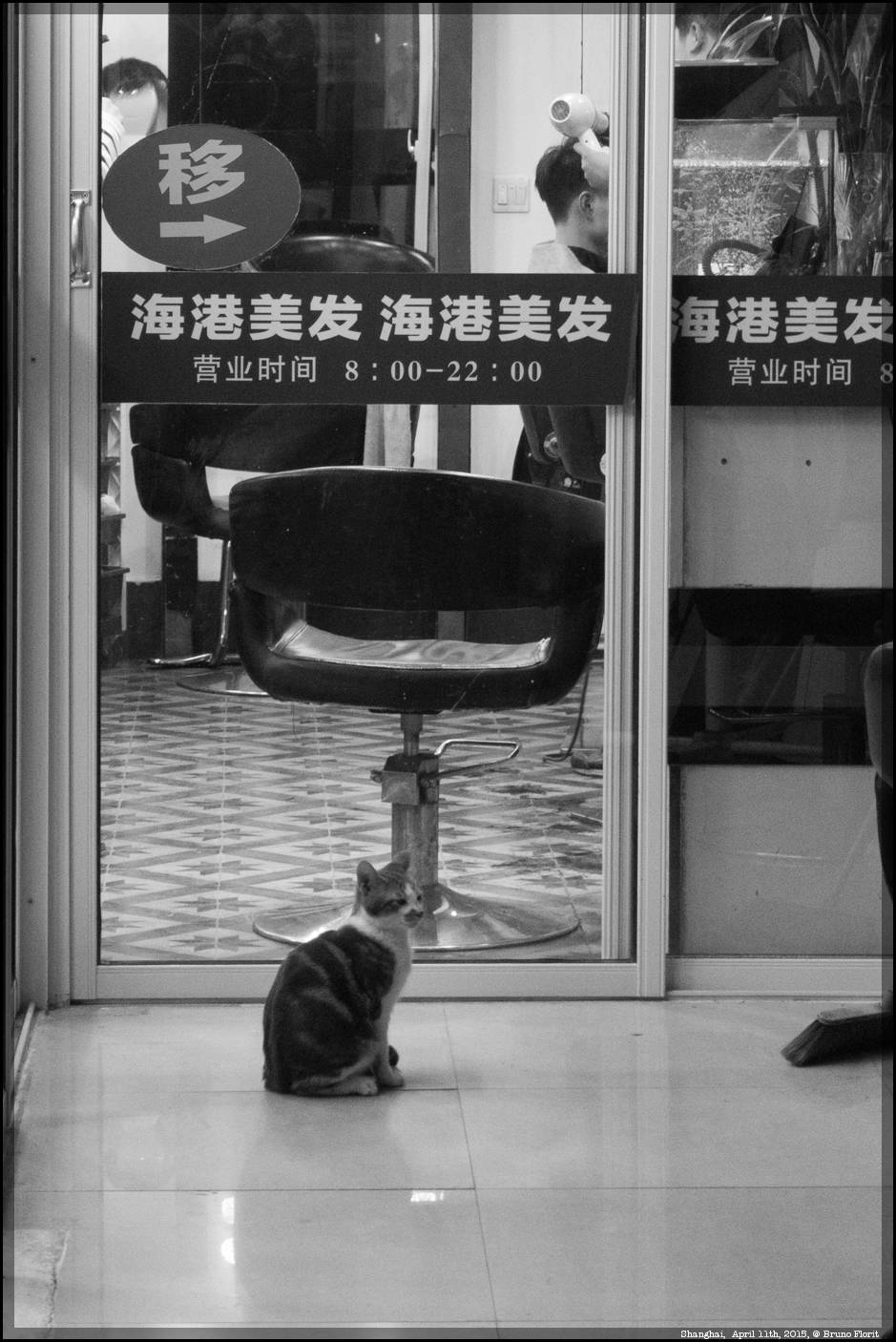 Cat is waiting the boss the finish his brushing at hair dresser?