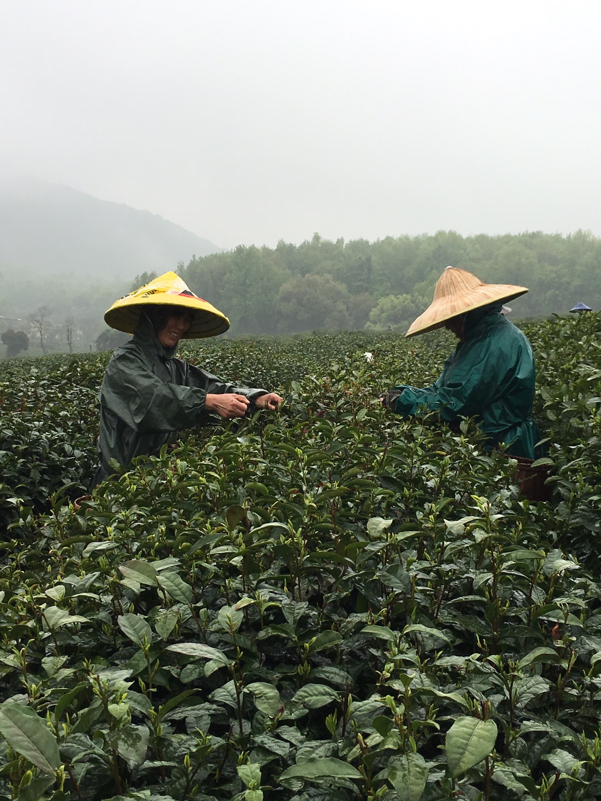 Cueillette thé de printemps LongJing
