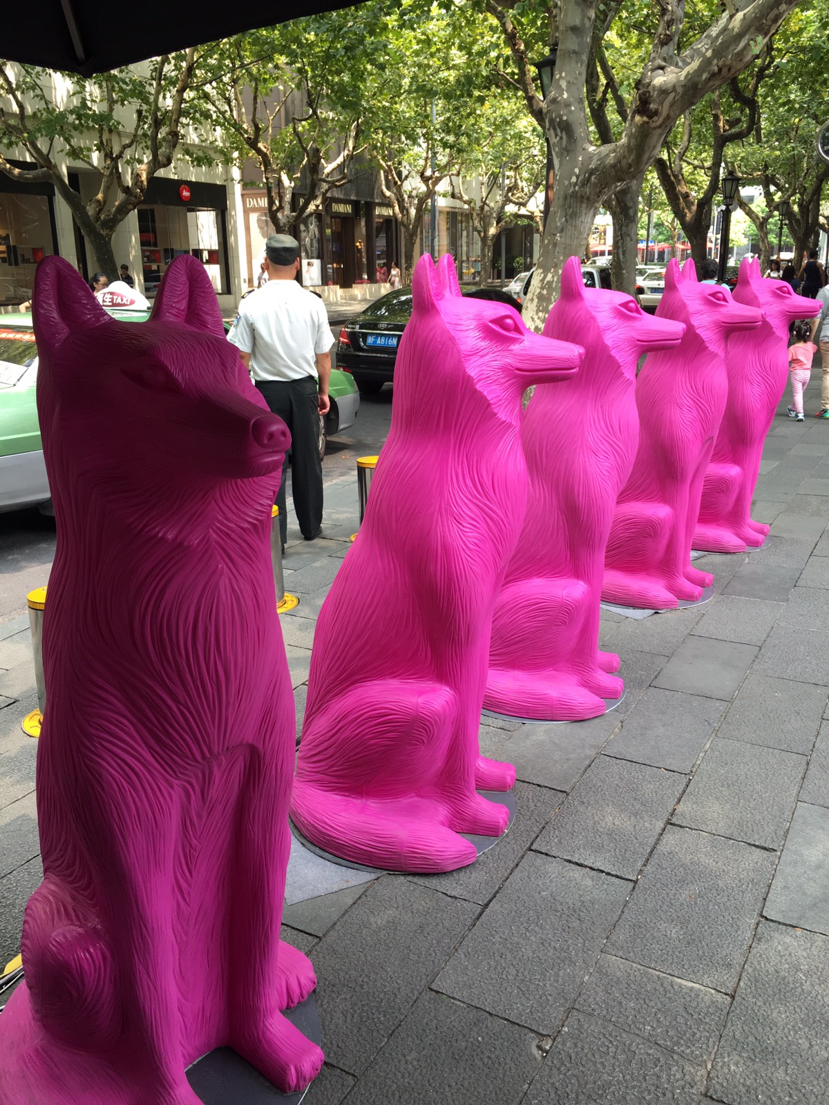 Balade matinale dans quartier Xintiandi, faune sauvage colorée !
