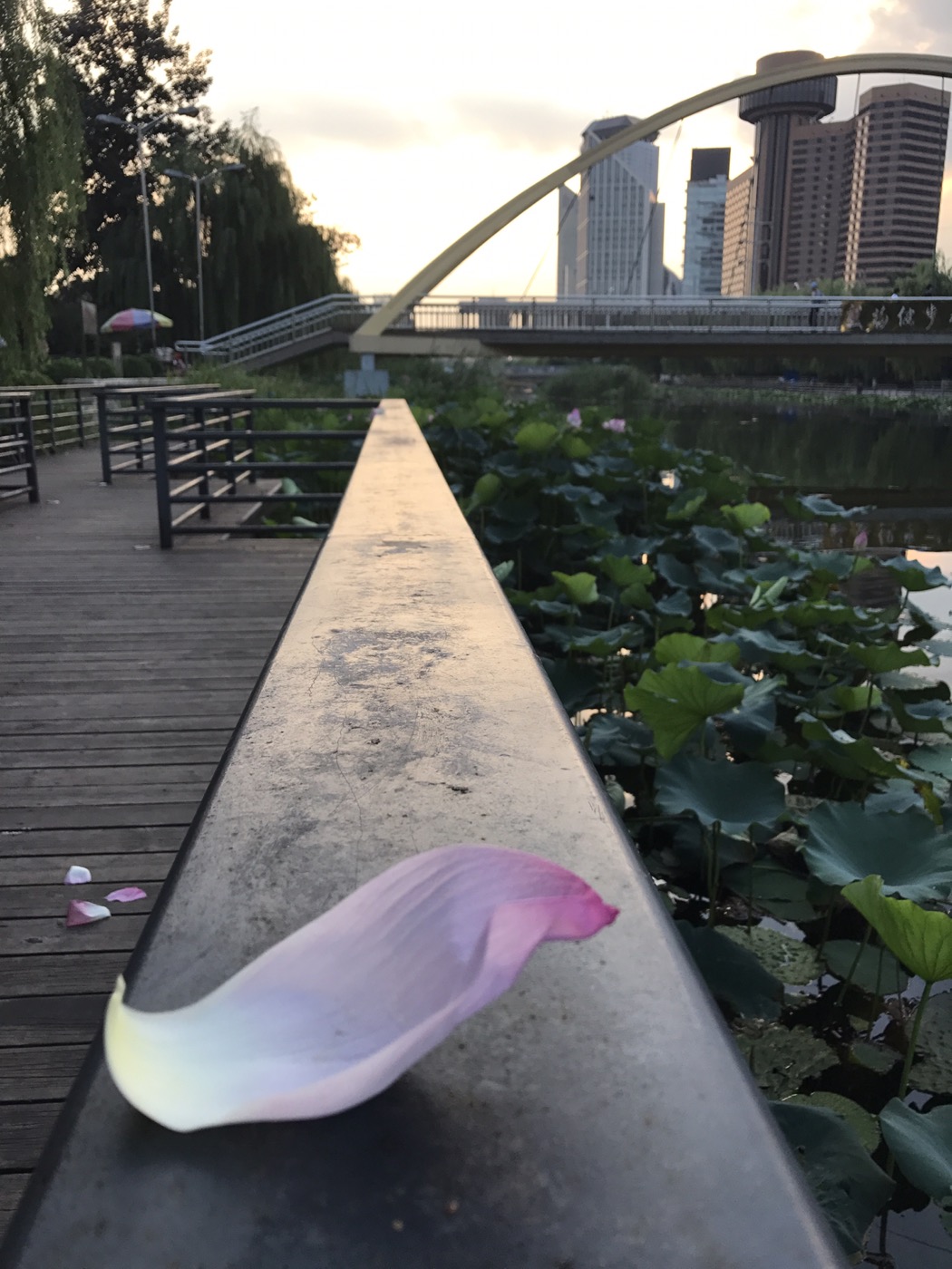 Pétale de lotus